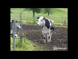 video 宅男福利pr社极品网红少女我是你可爱的小猫之被哥哥把pp打红 milena 0045 mp4 sex