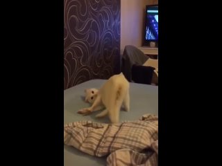 video 超性感漂亮的大长腿美女张x彤酒店大战土豪视频流 img 0154 mp4 sex