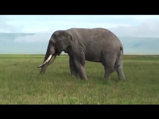video африканский слон african elephant энциклопедия молодые sex