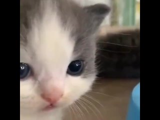 video 斗鱼tv主播zz小姨妈熊猫祖祖小姨妈露奶扣穴下海视频第二部 smirk mp3 sex