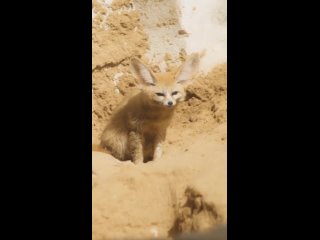 video лисица фенек самая маленькая лиса в мире их большие уши помогают в терморегуляции тела сохраняя прохладу sex