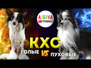 video кхс голые и пуховые стрижка уход груминг эпиляция и солярий sex