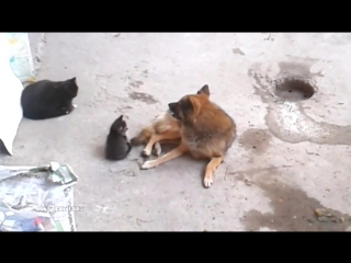video mother cat with kittens came to old friend кошка привела котят к своему другу sex