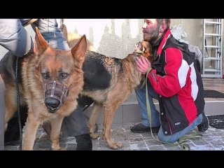 video вязка агрессивных немецких овчарок hard mating dogs одесса sex