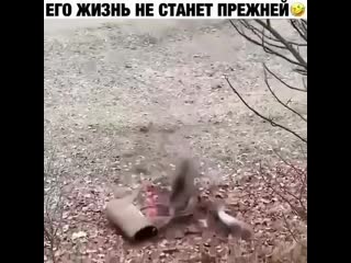 video психологическая травма обеспечена sex