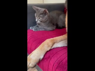 video когда пьяная девушка лезет целоваться sex