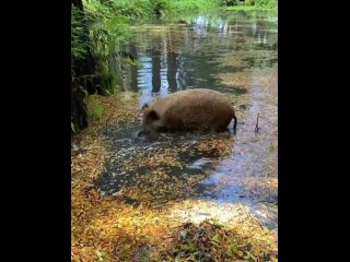 video свинья нашла большую лужу sex