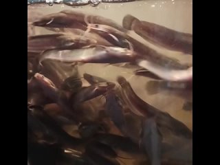 video 爱足美脚社美脚踩踏社区字母圈艾斯爱慕免费视频大全女王踩踏免费视专区提供国内sm vid 251420902 004601 431 mp4 sex