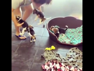 video мотиватор всем спать щенки собачки тихий час молодые снотворное dog sex