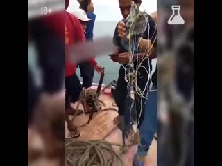 video предположительно обломки рухнувшего боинга sex