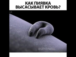 video гирудотерапия лечение различных заболеваний человека с использованием медицинской пияи sex