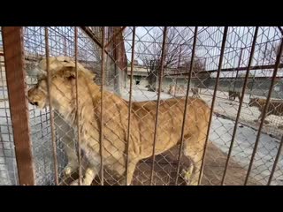 video две молоды и самые ласковые львицы тайгана sex