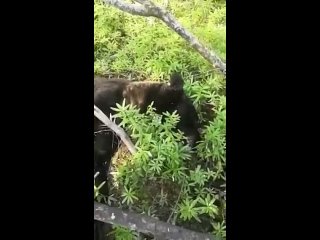 video 高颜值性感美女洗澡都这么骚气故意挑逗把下面洗干净然后大震动器加肉棒把骚穴搞的淫水泛滥叫的诱人完整版 img 0052 mp4 sex