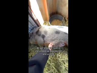 video американский блогер логан пол и свинья по кличке пёрл sex