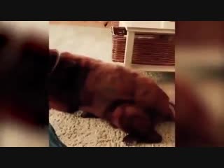 video пёс пердит кот блюет всё нормально sex