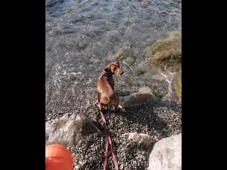 video crazy vid 87820114 060206 052 mp4 sex