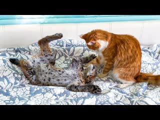 video рысенок пробрался в спальню и проказничает а мейн кун его воспитывает sex