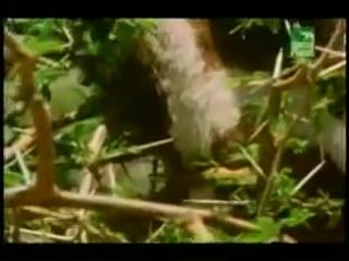 video взаимоотношения организмов wmv sex