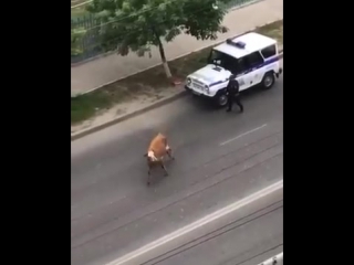 video полицейские застрелили корову в махачкале sex