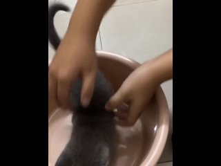 video приютила маленького котьку sex