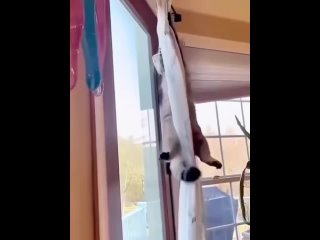 video моему котьке захотелось забраться повыше sex