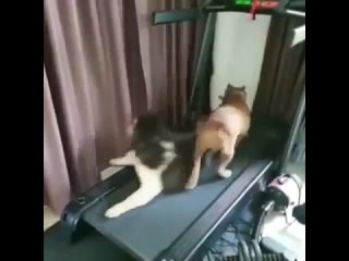 video максимально спортивная парочка sex