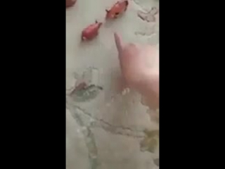 video папа свинья и мама свинья sex