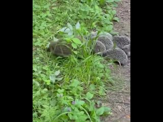 video а вот такая банда промышляет у нас на участке f djn nfrfzfylf ghjvsikztn e yfc yf exfcnrt sex