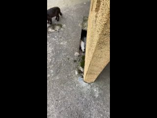 video old vid 135660305 004808 887 sex