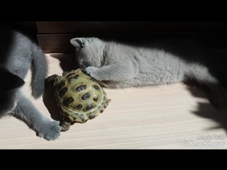 video милашка и черепашка помёт d plush blue ray sex