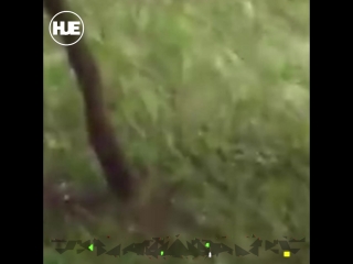 video в екатеринбурге полицейские пристрелили пса пока его хозяин был без сознания sex