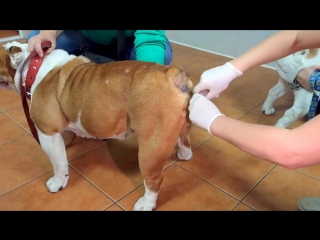video artificial insemination english bulldog искусственное оплодотворение английских бульдогов sex