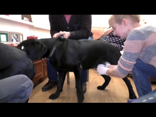 video искусственное осеменение лабрадоров artificial insemination labrador одесса sex