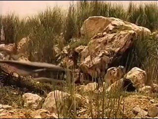 video смертельный вирус terminal virus 1995одноголосый пётр карцев sex