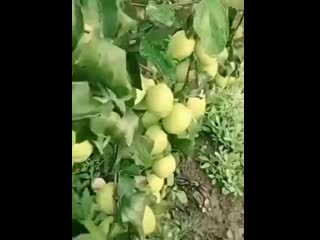 video на это невозможно спокойно смотреть хочется попробовать всё и сразу sex