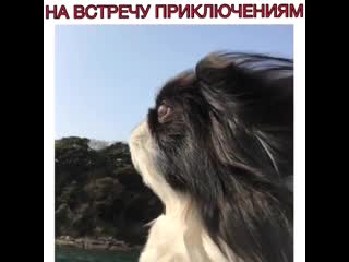 video милая мордашка на встречу приключениям sex
