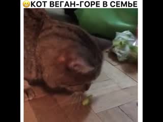 video большой любитель огурчиков sex