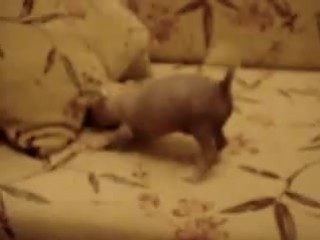 video продается китайская хохлатая голая девочка мини sex
