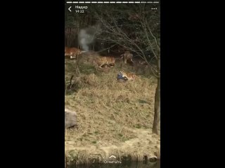 video шок контент18 детей женщин слабонервных от дисплея sex