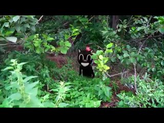 video сиреноголовый превратился в захара siren head cartoon cat in the real life sex