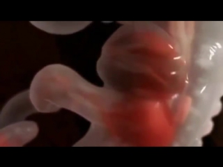 video процесс оплодотворения и внутриутробного развития ребенка sex