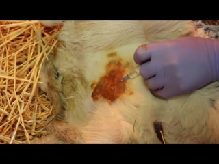 video ампутация дополнительного соска у тёлки amputation additional teat in heifers sex