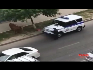 video махачкала в час пик в центре города охота полицейского на корову sex
