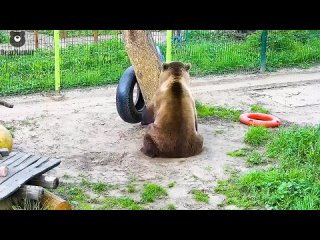 video непослушная канистра довела медведя sex
