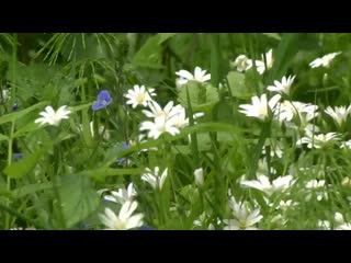 video зеленодольское музыкальное трио mp4 sex