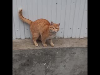 video опознать vid 226861113 001244 748 mp4 sex