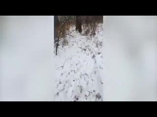 video в кемеровской области медведь задрал охотника известно что мужчина вышел на охоту без разрешения sex