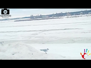 video подсмотрено lifeчайки на набережной сергей попов sex