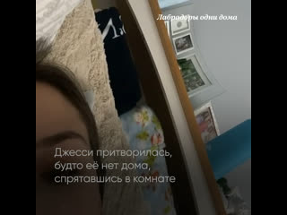 video лабрадоры остались дома одни sex