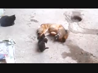 video кошка показывает котят своему другу sex